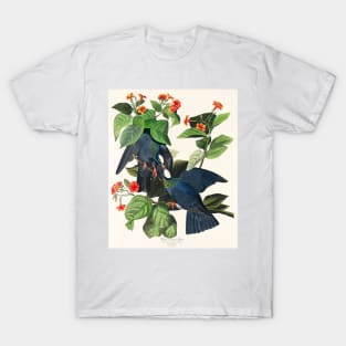 White-crowned Pigeon from Birds of America (1827) T-Shirt